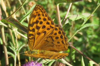 <i>Argynnis paphia</i>