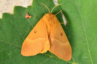 <i>Lasiocampa quercus</i>