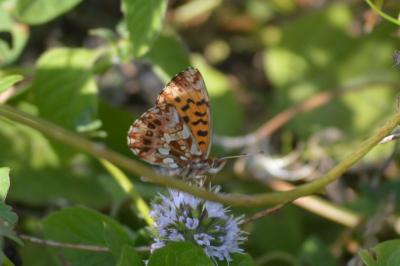 <i>Boloria dia</i>