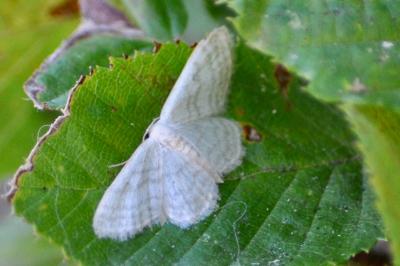 <i>Idaea subsericeata</i>