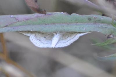 <i>Scopula immutata</i>