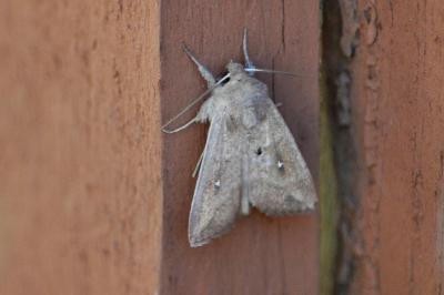 <i>Mythimna albipuncta</i>