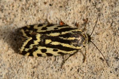 <i>Emmelia trabealis</i>