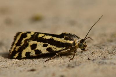 <i>Emmelia trabealis</i>