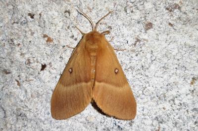 <i>Lasiocampa quercus</i>