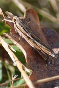 <i>Ancylolomia tentaculella</i>