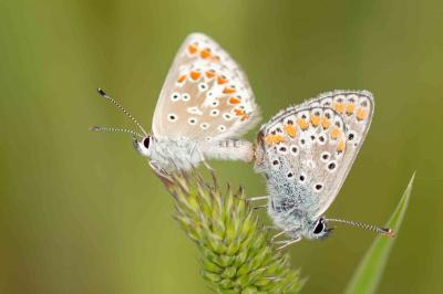 <i>Aricia agestis</i>