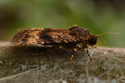 <i>Amphipyra pyramidea</i>