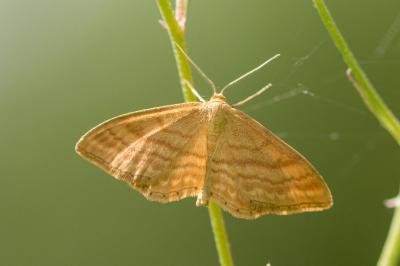 <i>Idaea ochrata</i>