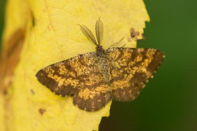 <i>Ematurga atomaria</i>