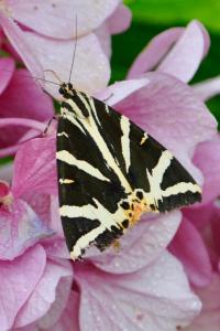 <i>Euplagia quadripunctaria</i>