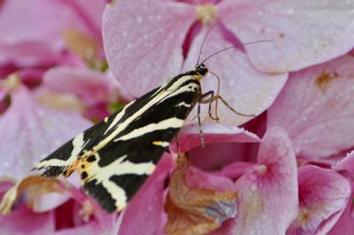 <i>Euplagia quadripunctaria</i>