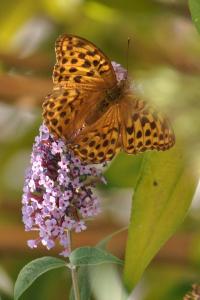 <i>Argynnis paphia</i>