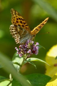 <i>Argynnis paphia</i>
