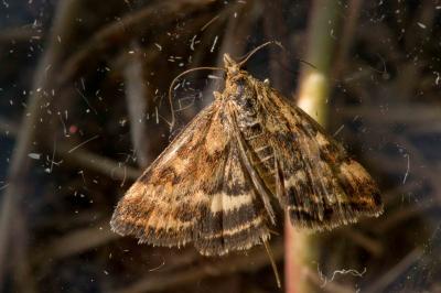 <i>Pyrausta despicata</i>