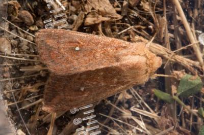<i>Mythimna albipuncta</i>
