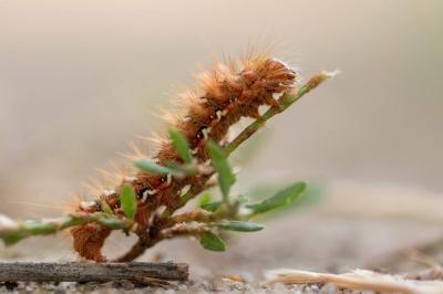 <i>Acronicta rumicis</i>