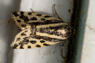 <i>Emmelia trabealis</i>