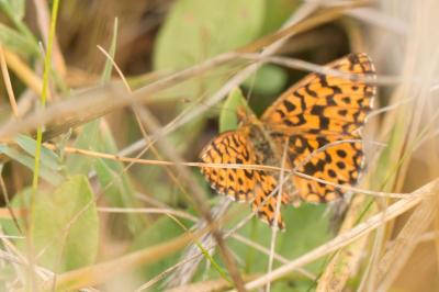 <i>Boloria dia</i>