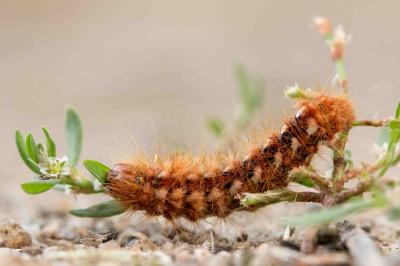 <i>Acronicta rumicis</i>