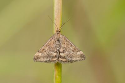 <i>Pyrausta despicata</i>