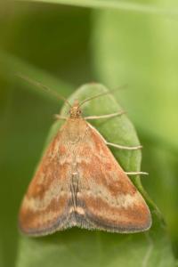 <i>Pyrausta despicata</i>