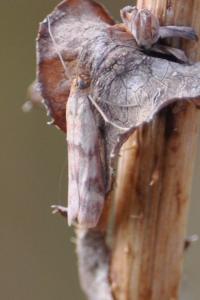 <i>Homoeosoma sinuella</i>