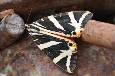 <i>Euplagia quadripunctaria</i>