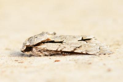 <i>Acronicta</i>