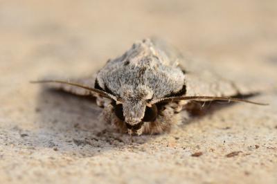 <i>Acronicta</i>