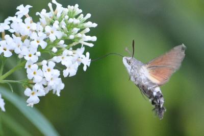 <i>Macroglossum stellatarum</i>