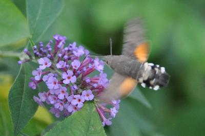 <i>Macroglossum stellatarum</i>