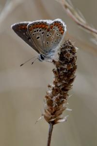 <i>Aricia agestis</i>