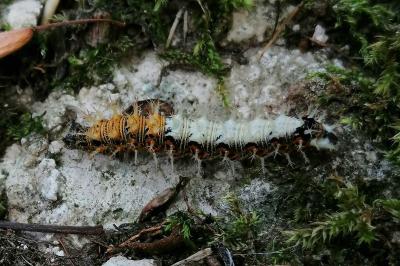<i>Polygonia c-album</i>
