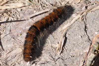 <i>Macrothylacia rubi</i>