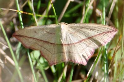 <i>Timandra comae</i>