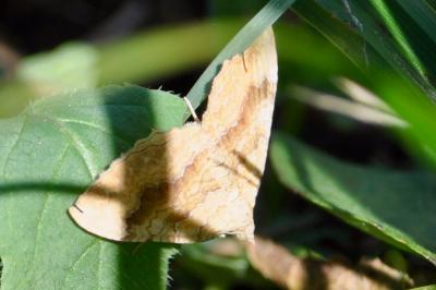 <i>Camptogramma bilineata</i>