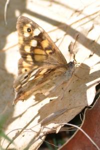 <i>Pararge aegeria</i>