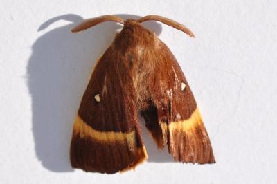 <i>Lasiocampa quercus</i>