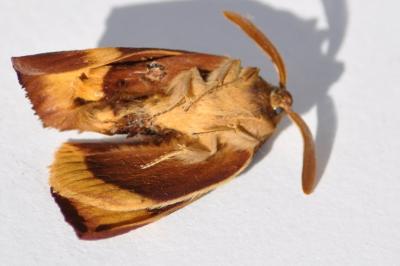 <i>Lasiocampa quercus</i>