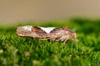 <i>Epiblema foenella</i>