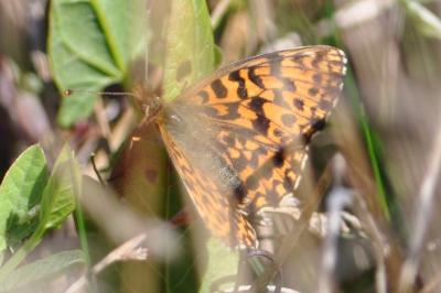 <i>Boloria dia</i>
