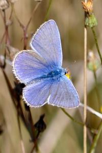 <i>Polyommatus icarus</i>