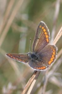 <i>Aricia agestis</i>