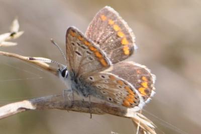 <i>Aricia agestis</i>