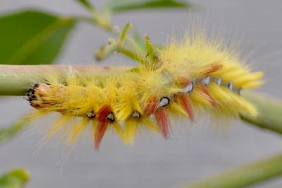 <i>Acronicta aceris</i>