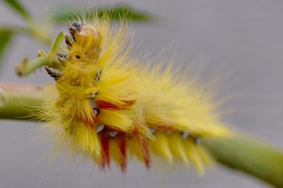 <i>Acronicta aceris</i>