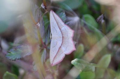 <i>Timandra comae</i>