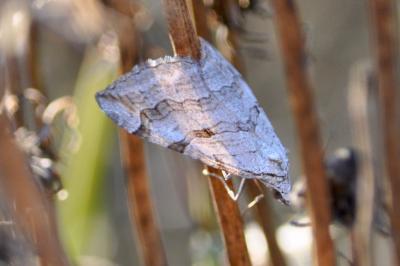 <i>Aplocera</i>