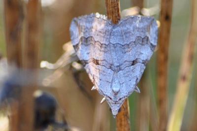 <i>Aplocera</i>